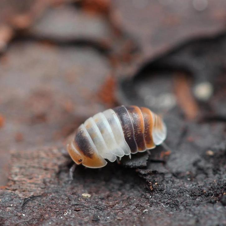 White shark isopod - mini starter, Dieren en Toebehoren, Insecten en Spinnen, Overige soorten