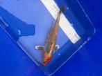 2 Japanse kois, Dieren en Toebehoren, Karper of Koi