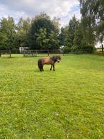 Extra Shetlander gezocht, Meerdere dieren, Niet van toepassing, A pony (tot 1.17m)