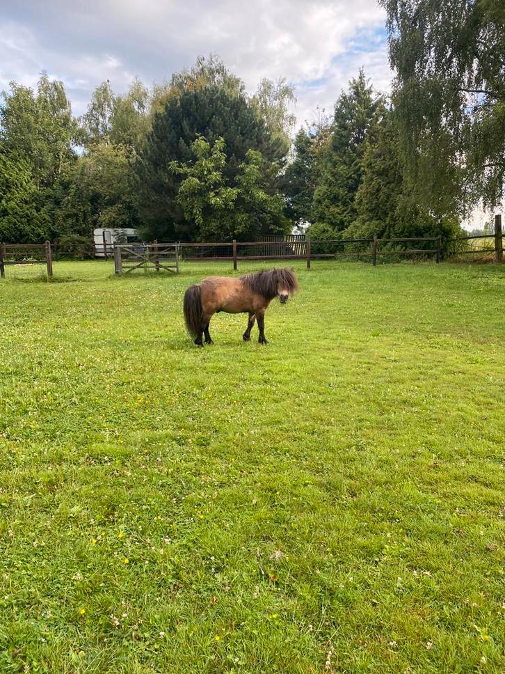 Extra Shetlander gezocht, Dieren en Toebehoren, Pony's, Meerdere dieren, Niet van toepassing, A pony (tot 1.17m)