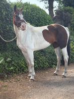 Mooie springgefokte merrie, Dieren en Toebehoren, Paarden, Merrie, M