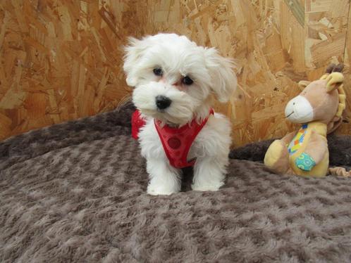 Maltezer puppy's teefjes, Dieren en Toebehoren, Honden | Chihuahua's en Gezelschapshonden, Teef, Maltezer, Fokker | Professioneel