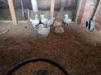 9 hybride kuikens 50 Euro, Dieren en Toebehoren, Kip