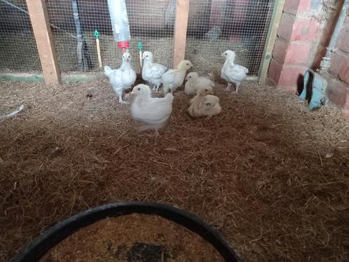 9 hybride kuikens 50 Euro, Dieren en Toebehoren, Pluimvee, Kip