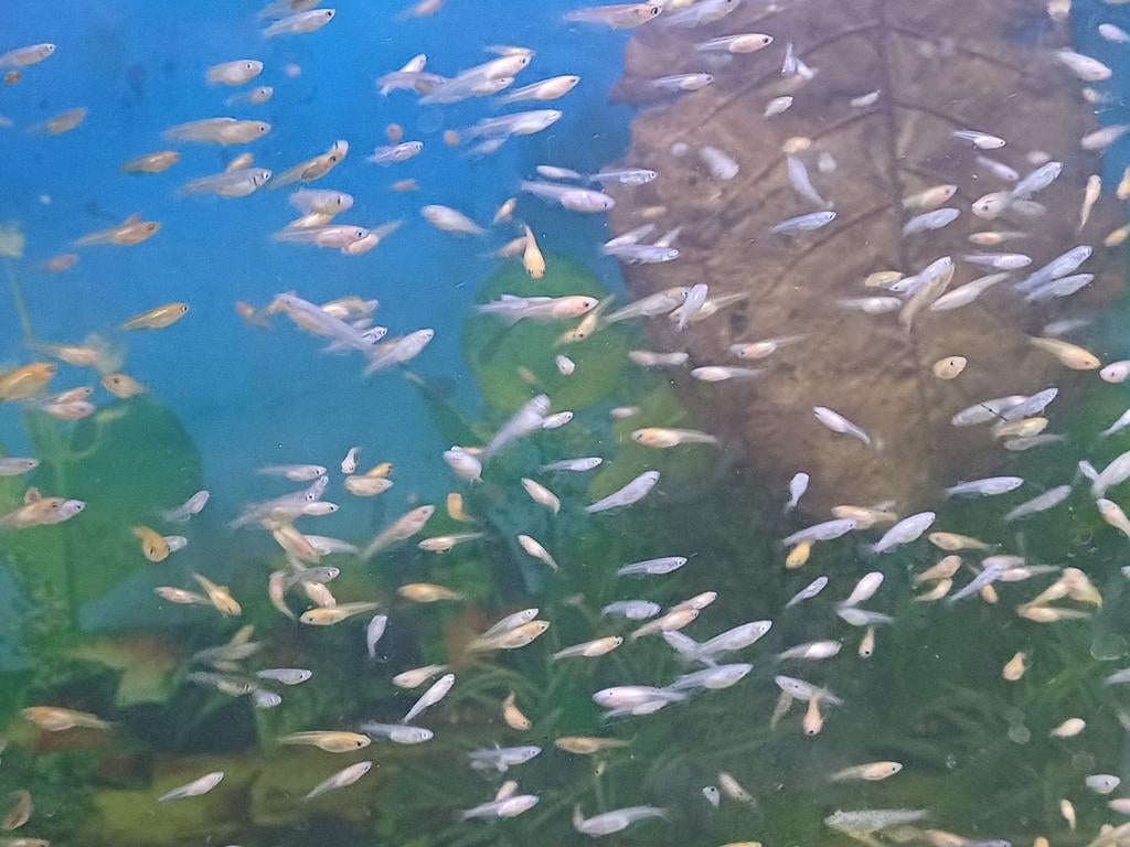 Medaka, rijstvsjes 2025, Dieren en Toebehoren, Vissen | Aquariumvissen