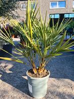Europese dwergpalm - Chamaerops Humilis, Ophalen, Halfschaduw