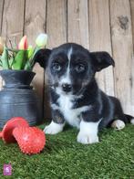 Gilet Welsh Corgi pour chiots/Chiots Corgi, Animaux & Accessoires, Autres races, Plusieurs, Hépatite contagieuse (maladie de Rubarth)