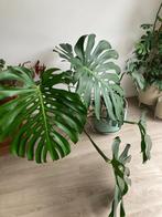 sterke Monstera Deliciosa, Maison & Meubles, Plantes d'intérieur, Ombre partielle, Plante verte, Enlèvement, Moins de 100 cm
