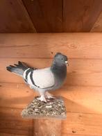 Takla duif vrouwelijk, Dieren en Toebehoren, Vogels | Duiven, Vrouwelijk