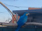 Blauw gele ara , ara ararauna, Dieren en Toebehoren, Vogels | Parkieten en Papegaaien, Vrouwelijk, Papegaai, Geringd