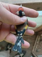 Mâle chardonneret très petit, Dieren en Toebehoren, Vogels | Kanaries, Mannelijk