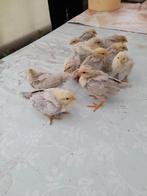5 kuikens van parelgrijze Leghorn, Dieren en Toebehoren, Pluimvee, Geslacht onbekend, Kip