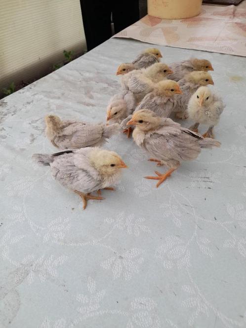 5 kuikens van parelgrijze Leghorn, Dieren en Toebehoren, Pluimvee, Kip, Geslacht onbekend