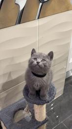 Chaton British Shorthair, Dieren en Toebehoren, Katten en Kittens | Raskatten | Korthaar, Kater, Gechipt, 0 tot 2 jaar