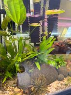 Aquarium volledig over te nemen, Dieren en Toebehoren, Kreeft, Krab of Garnaal, Zoetwatervis