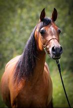 7 jarige Arabische Volbloed merrie, Animaux & Accessoires, Chevaux, Jument