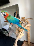 Jeune perroquet ara arlequin, Dieren en Toebehoren, Vogels | Parkieten en Papegaaien, Vrouwelijk, Papegaai