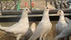 witte vliegduiven, Dieren en Toebehoren, Geslacht onbekend, Postduif