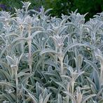 Stachys byzantina 'Silver Carpet' - Ezelsoor, Ophalen, Zomer, Vaste plant, Halfschaduw