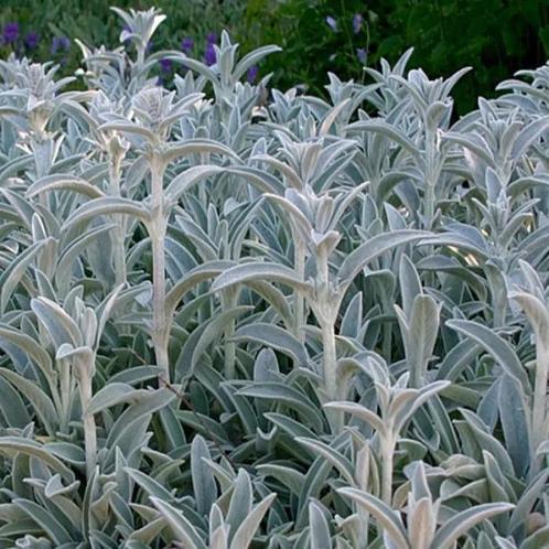 Stachys byzantina 'Silver Carpet' - Ezelsoor, Tuin en Terras, Planten | Tuinplanten, Vaste plant, Halfschaduw, Zomer, Ophalen
