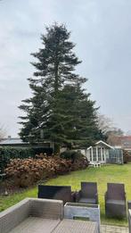 Dennenboom hout wordt deze week gezaagd, Tuin en Terras, Brandhout, Ophalen