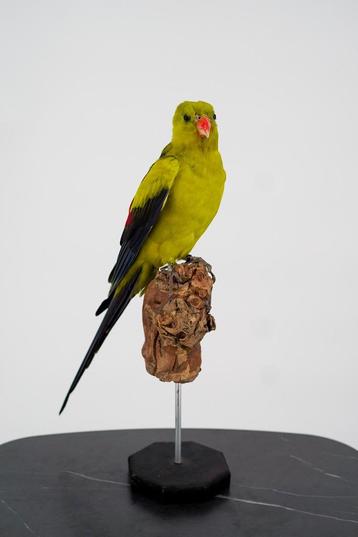 Opgezette Bergparkiet - Wildernis Atelier beschikbaar voor biedingen