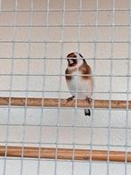 2 poppen wildkleur putters, Dieren en Toebehoren