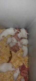 Muizen te koop, Juni