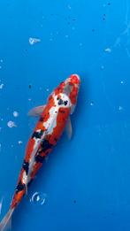 Japanse koi 40 cm, Dieren en Toebehoren, Vissen | Vijvervissen