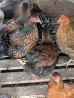 Wyandotte en cochin krielen