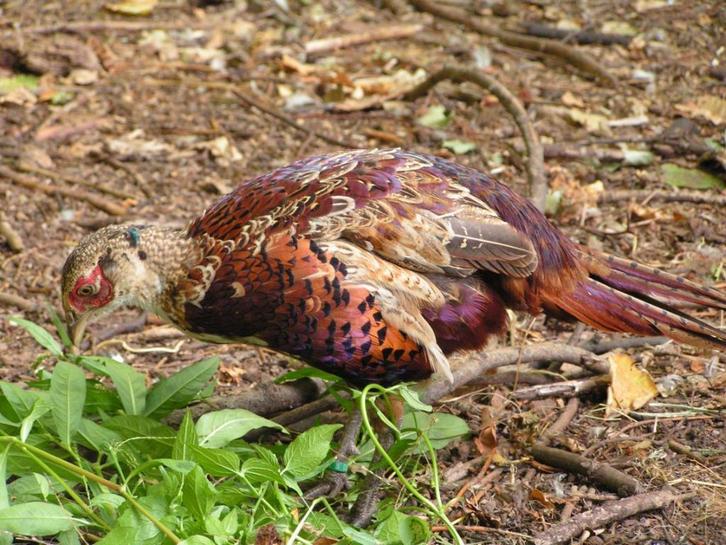 Bosfazanten, Dieren en Toebehoren, Pluimvee, Overige soorten, Mannelijk