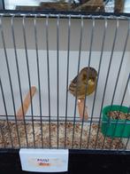 Kanaries, Dieren en Toebehoren