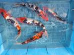 15 koi, Dieren en Toebehoren, Vissen | Vijvervissen