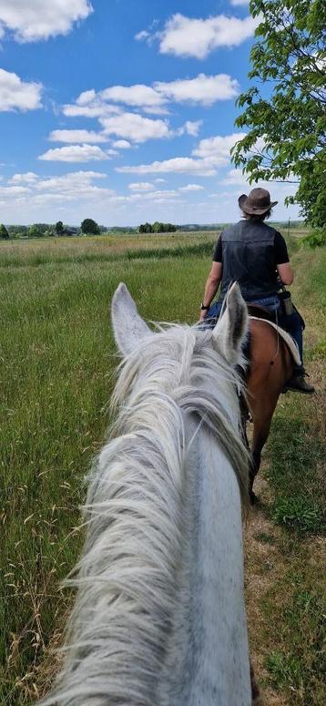 Plaatsje op browsing paddock te Zwalm, Mise à l'étable, 2 ou 3 chevaux ou poneys