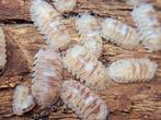 A. Espanyoli 'marbeleised' Isopods, Overige soorten