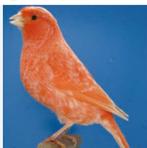 Cherche mâle rouge schimel, Animaux & Accessoires, Oiseaux | Canaris, Mâle