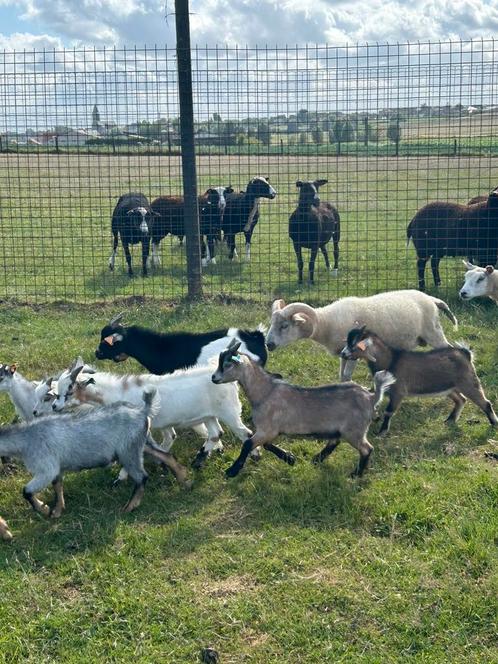 Ruime keuze uit mooie dwerggeitjes, Dieren en Toebehoren, Schapen, Geiten en Varkens, Geit, Mannelijk