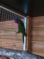 Lori van de blauwe bergen pop, Dieren en Toebehoren, Geringd