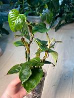 Philodendron Ornatum, Ophalen of Verzenden