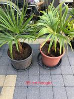 Trachtcarpus fortinei, Ophalen, In pot