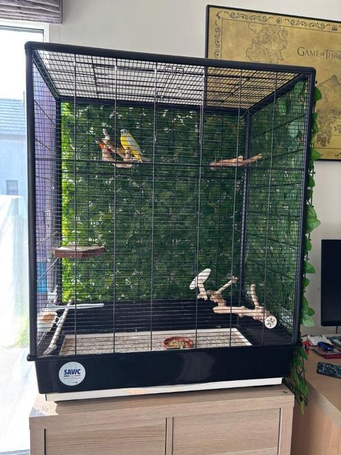 Vogelkooi, Dieren en Toebehoren, Vogels | Hokken en Kooien, Nieuw, Vogelkooi, Metaal, Ophalen