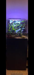 Paladarium open bovenkant, Ophalen, Gebruikt, Terrarium of Paludarium