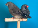Bewezen kweekkoppel charcoal
