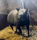 Dassenkop Texel dekram, Dieren en Toebehoren