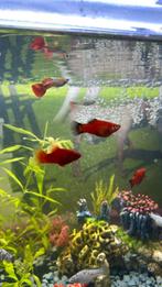 Platy’s en guppy’s, Dieren en Toebehoren