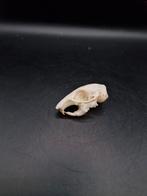 Écureuil rayé avec crâne, Collections, Collections Animaux, Enlèvement ou Envoi, Utilisé, Autres, Crâne