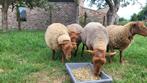 Voskop schapen, Meerdere dieren, Schaap, 0 tot 2 jaar