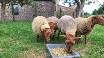 Voskop schapen, Plusieurs animaux, Mouton, 0 à 2 ans