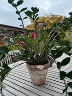 Kamerplant Emerald palm, Huis en Inrichting, Ophalen, 100 tot 150 cm, Palm, Halfschaduw