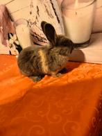 Kleine dwerg konijn mannetje laatste van de nest 8euro, Dieren en Toebehoren
